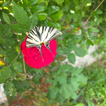 וילה Astravi